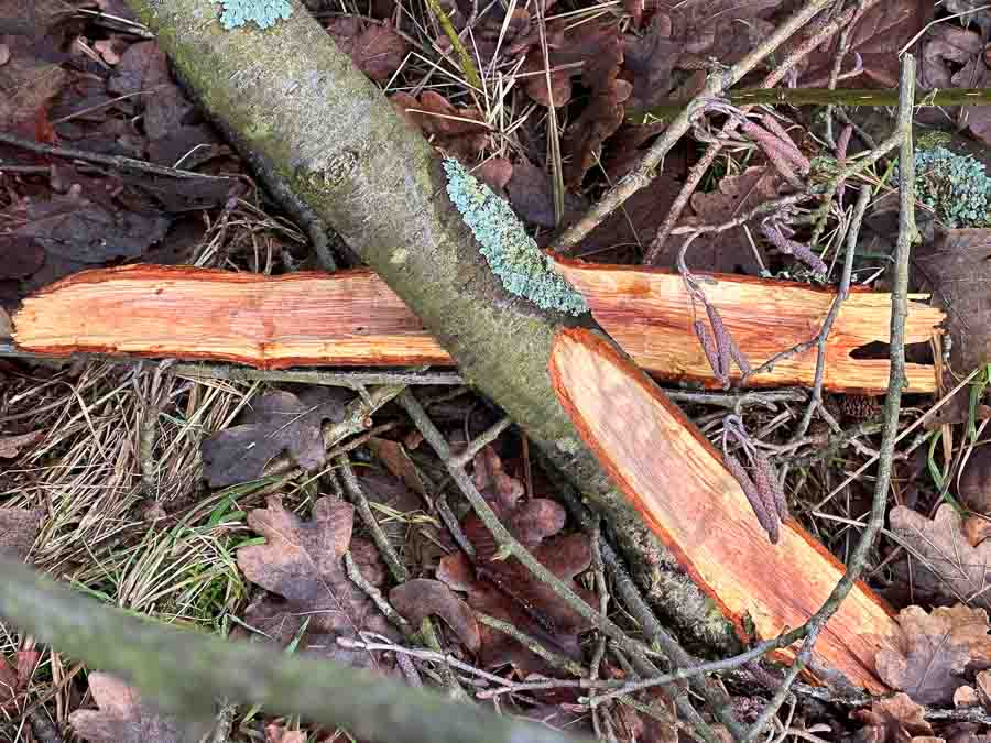 Rotes Holz an gebrochenen Ästen einer Erle