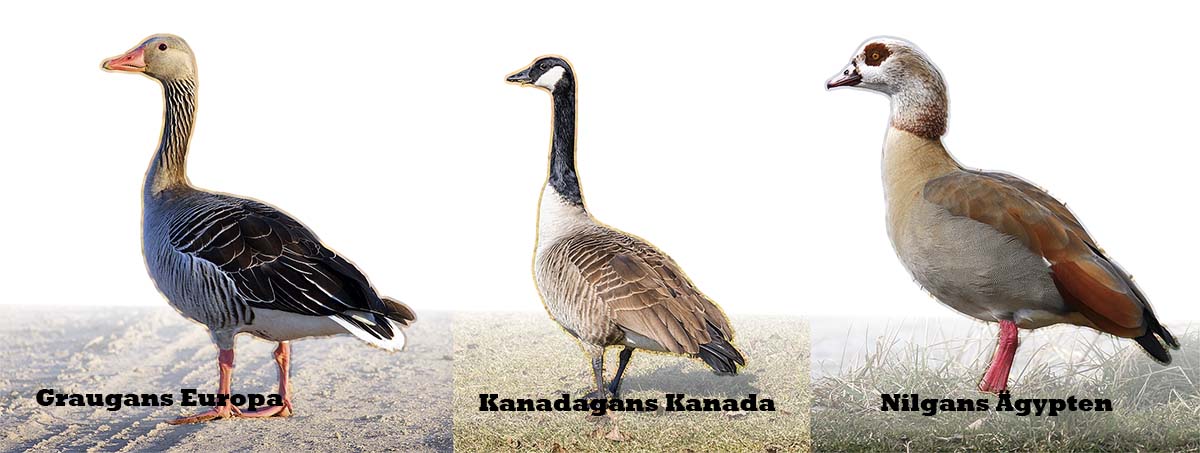 Graugans - Kanadagans - Nilgans