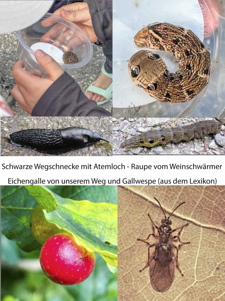 Strassenbegegnung