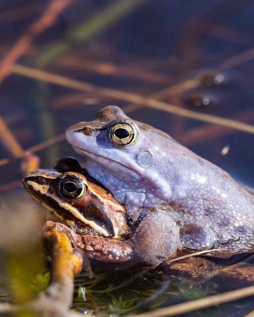 Moorfrosch-Paar