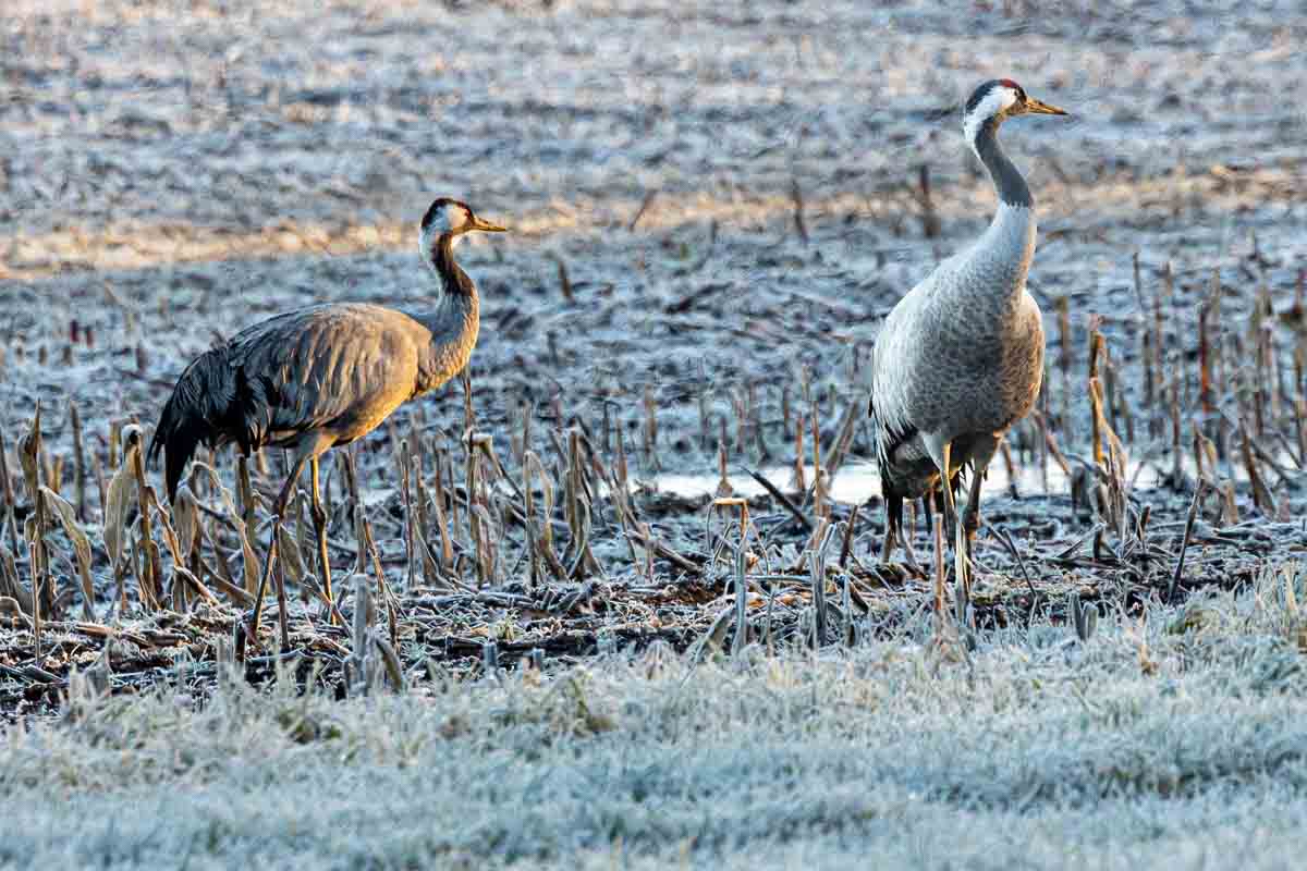 Kranichpaar im Maisfeld