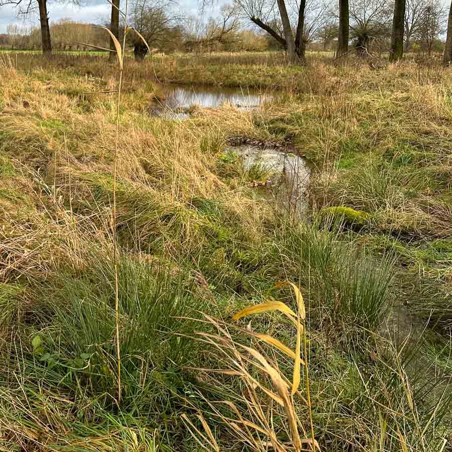 Einer der Teich am Rande des Schutzgebietes. Diese Fläche wird betreut, so dass der Gehölzaufwuchs nicht zu einer Beschattung führt, sondern die Wasserfläche im Sonnenlicht bleibt. 