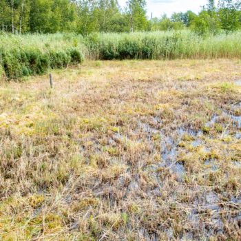 Biotopmanagement-Tävsmoor-Juli