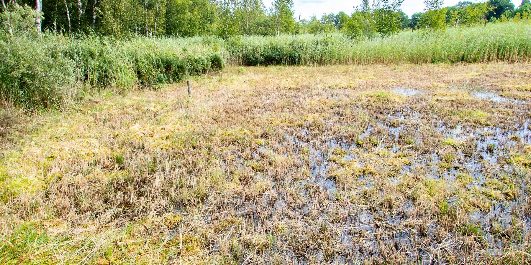Biotopmanagement-Tävsmoor-Juli