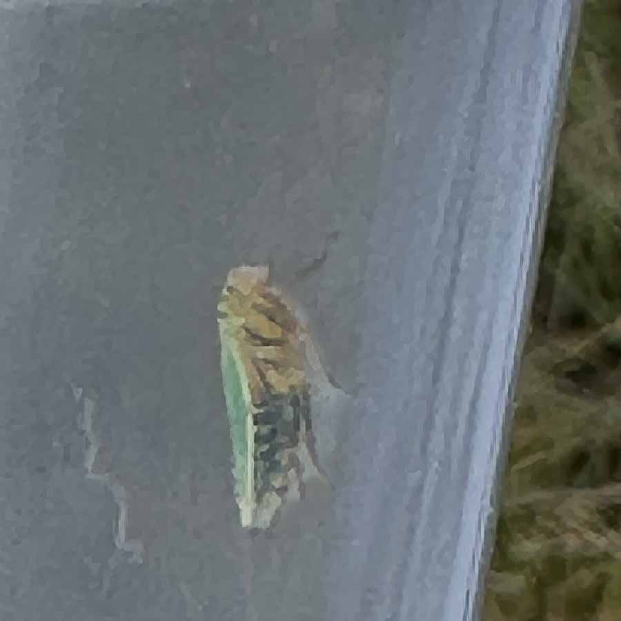 Was wir auf der Wiese so gefunden haben
