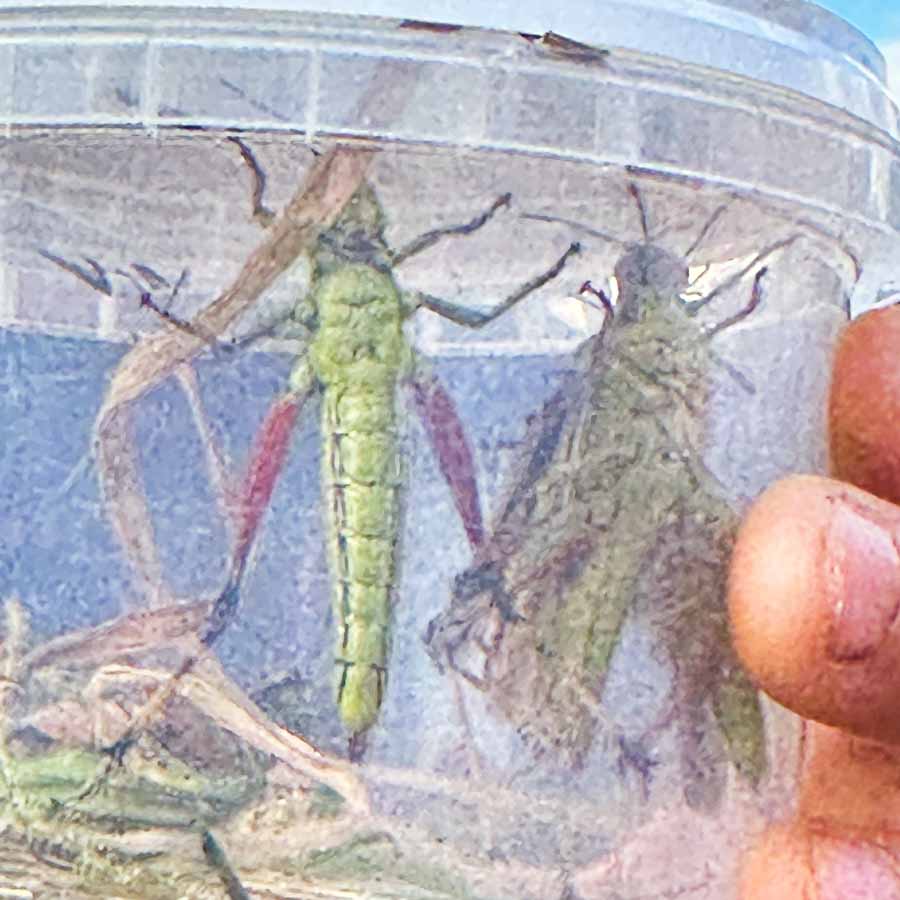 Was wir auf der Wiese so gefunden haben
