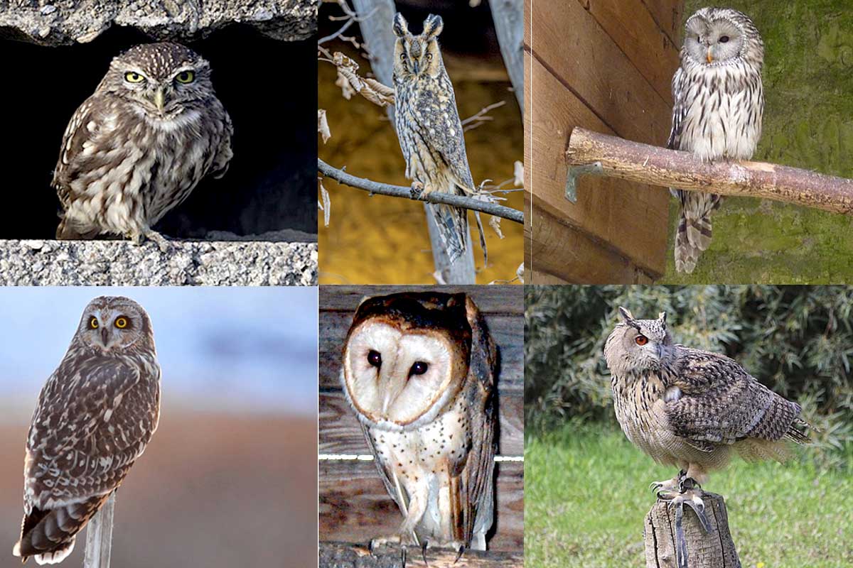 Eulen in SH: Steinkauz, Waldohreule Waldkauz, Sumpfohreule, Schleiereule, Uhu