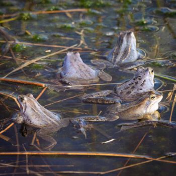 Moorfrösche beim Laichen