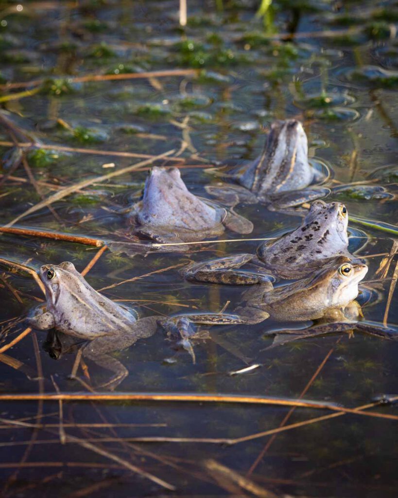 Moorfrösche beim Laichen