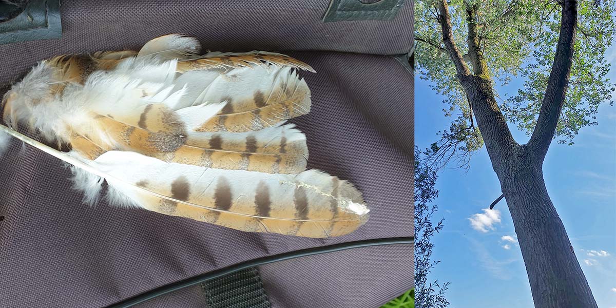 Rupfung Federn Schleiereule und der Baum, unter dem diese Federn lagen