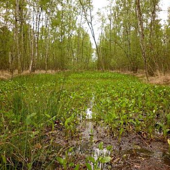 Drachenwurz_(Calla_palustris)_im_Himmelmoor_Quickborn