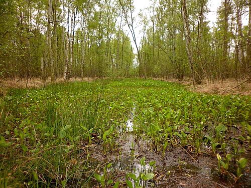 Drachenwurz_(Calla_palustris)_im_Himmelmoor_Quickborn